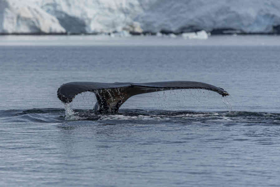 Ballena Minke - Antártida 15.jpg